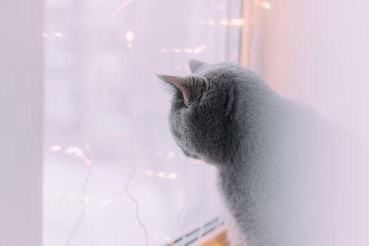 The house cat is sitting on the window with a garland . Pets . New Year's Eve mood. New Year's mood. Home decoration. Gifts for pets. Article about New Year and Christmas
