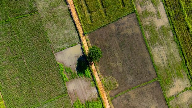 Aerial view of green wavy field in sunny day. Beautiful green area of young rice field or agricultural land in the rainy season of northern Thailand.