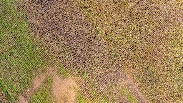 Aerial view of ripe corn field on a sunny day. Top view of Agricultural area of corn fields in the mountains of northern Thailand. Aerial capture with drone.