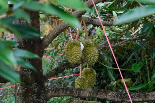 Durians hanging on a tall tree in the garden. Fresh durian fruit on a tree in orchard, tropical fruit. Durian is the king of fruits.