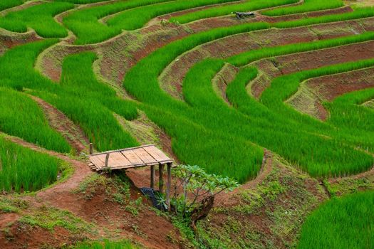 Beautiful landscape view of green terraced rice fields in the early morning at Pa Pong Pieng, Chiang Mai, Thailand.