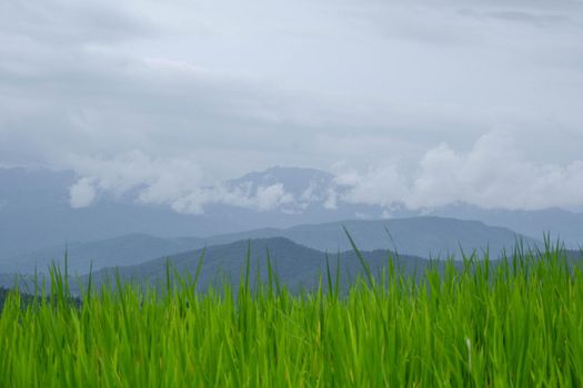 Close-up view of organic rice field growth in the morning in rural Thailand. Beautiful rice fields against the background of mountains with clouds and blue sky.