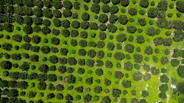 Aerial view of Cultivation trees and plantation in outdoor nursery. Beautiful agricultural garden. Cultivation business. Natural background in motion.
