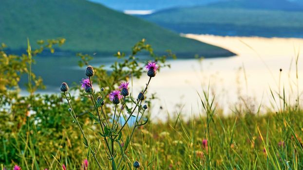 a large natural stream of water flowing in a channel to the sea, a lake, or another stream. Pink thistle flowers on a motley bright meadow and a river with green hills. Bakota National Park, Ukraine.