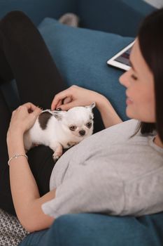 Vertical shot of a cute small chihuahua dog lying on her owner