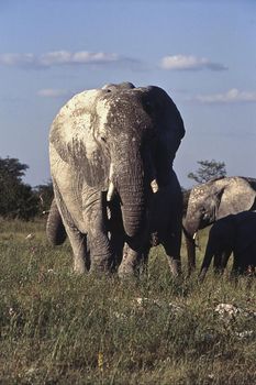 elephant (Loxodonta africana) in etosha national park
