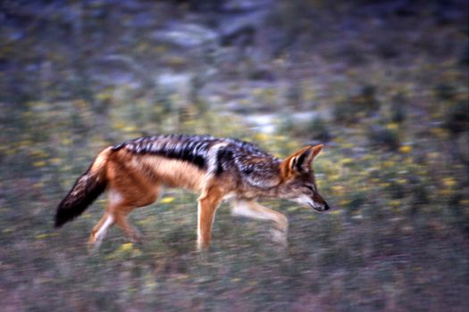 black backed jackal (Canis mesomelas) at a waterhole in Etosha National Park, Namibia, Africa