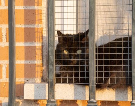 Black cat sitting in a window with bars. Sunset shadows.Black cat golden eyes