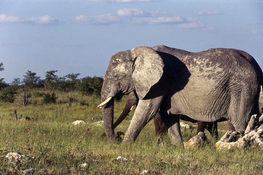 elephant (Loxodonta africana) in etosha national park