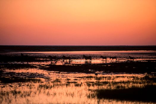 backlight of herd of zebras (Equus burchellii) near a waterhole in Etosha National Park, Namibia, Africa