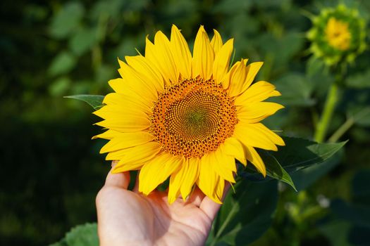 A beautiful field of blooming golden sunflowers against a blue sky, a girl's hand holds a sunflower. Harvest preparation, sunflower oil production