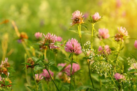 Red clover or Trifolium pratense inflorescence, close up. Purple meadow trefoil. Selective focus