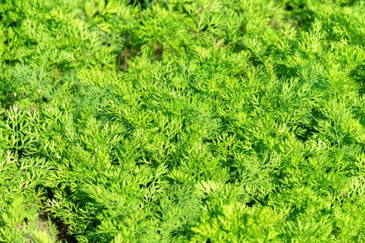 Ecological and organic planted carrot in a garden. Selective focus