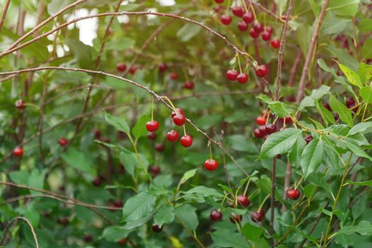 Wild berries cherry tree with ripe red berries on a blurred background selective focus.