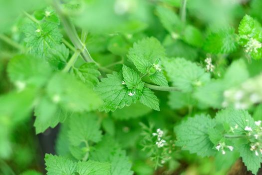 Mint leaves Mentha Canadensis are blooming with fresh green. Selective focus
