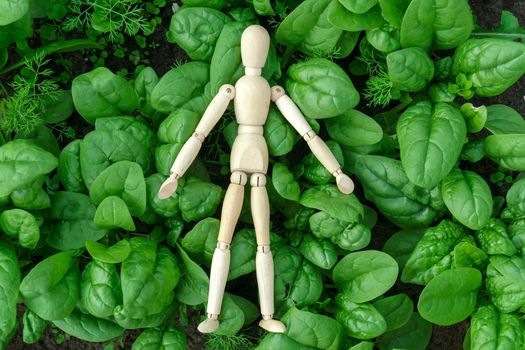 Rows of green spinach on a field. Young leaves leaf leaf green in rows, agriculture. Top view