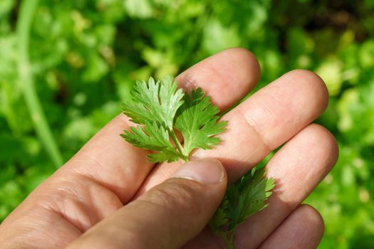 Growing green coriander cilantro leaves in vegetable plot. Harvest. Close up