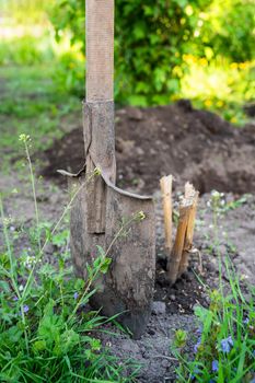 A shovel stands in the ground, planting a tree, digging a hole. A man is planting a tree. The concept of ecology and environmental conservation