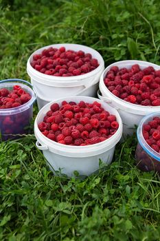 Harvesting raspberries, buckets of raspberries are on the grass. Fresh and very healthy berry