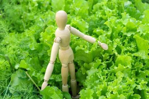 Wooden man Farmer planting lettuce seedlings in the vegetable garden. Home gardening and plant growing concept.