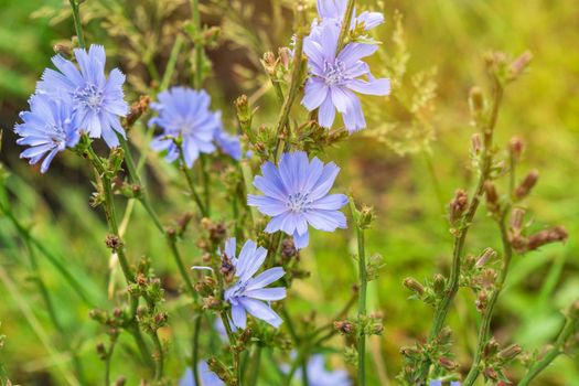 Flower of wild chicory endive. Cichorium intybus. Blue flower on natural background.
