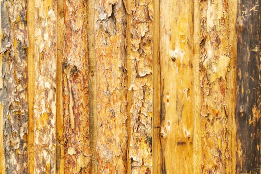 Wooden background, pine fence, texture, natural wood. Close-up golden view of the surface of retro pine logs inside vintage