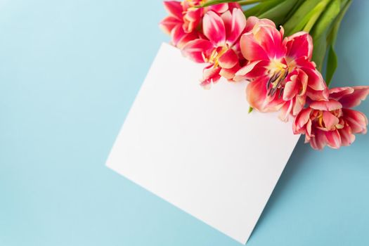 Creative spring composition of tulips with pastel blue paper and white sheet for inscription. Minimal flat lay concept. Ready postcard, banner