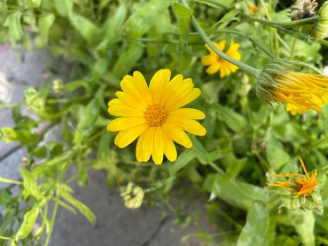 Calendula officinalis, pot marigold, ruddles Natural floral background
