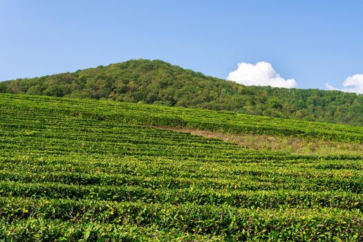 Fields of tea, harvest. Natural selection, Fresh tea leaves at the tea farm. Copy space