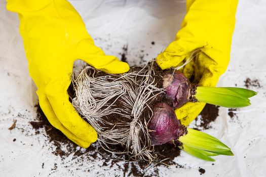 A girl in yellow gloves transplants hyacinth bulbs from a pot, planting hyacinth bulbs with gardening tools