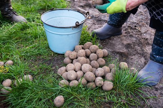 Planting potato tubers in the ground. Early spring preparation for the garden season. Grandmother cuts potatoes for planting. The concept of caring for the garden