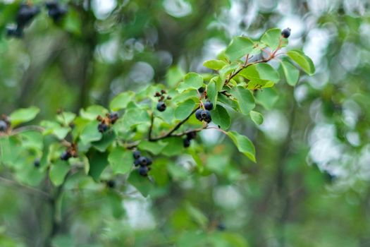 Irga amelanchier is genus of plants of tribe apple Maleae of pink family Rosaceae. Ripe berry on tree.