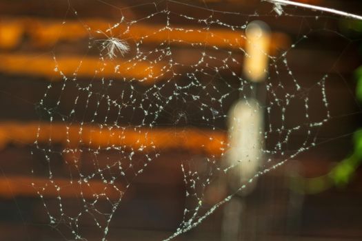 A spider web woven on a dry branch. Selective focus, background blur.