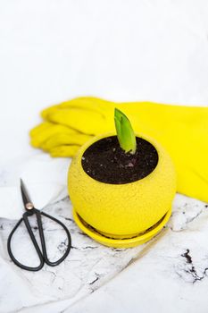 Transplanting hyacinth bulbs into a yellow pot, gardening tools lie on the background, yellow gloves
