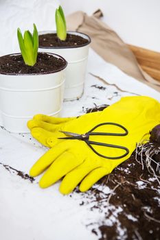 Transplanting hyacinth bulbs into pots, gardening tools lie in the background, yellow gloves. Gardening concept