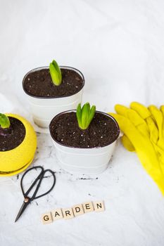 Transplant hyacinth bulbs into new pots, against the backdrop of gardening tools, yellow gloves. Garden inscription