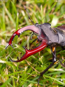 Stag beetle (lat. Lucanus cervus) is a large beetle of the genus Lucanus in the family of stag beetles against the background of green grass close-up.