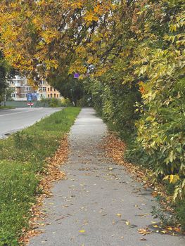 Vertical shot of a sidewalk with orange fallen leaves in the autumn in the city