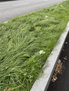 Green grass near the sidewalk