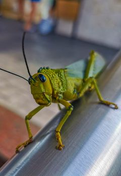 Huge giant green grasshopper sitting on metal railing in Playa del Carmen Quintana Roo Mexico.