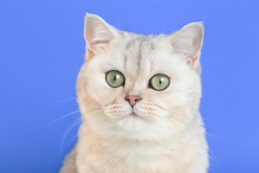 Close-up of an adorable white british cat on a purple background looks at camera. Copy space