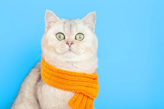 adorable funny white cat, sitting in an orange knitted scarf, on a blue background. copy space
