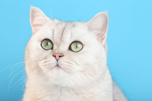 Portrait of an adorable white cat on a blue background, looks up, close up
