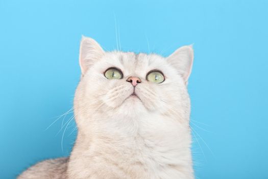 Close up of cute white cat on a blue background, looks up.