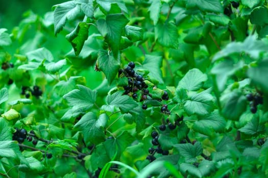 Black currant berries, in the garden in summer. Selective focus on garden berries. Selective focus