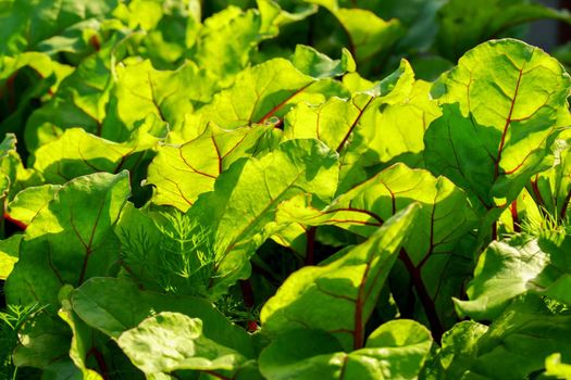 Growing young beetroot lettuce leaves chard. The concept of rural life and homemade vegetables.