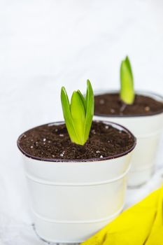 Transplanting hyacinth bulbs into pots, gardening tools lie in the background, yellow gloves. Gardening concept, close-up