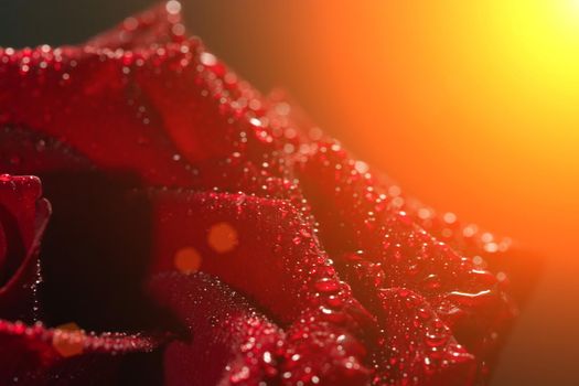 dark red rose with dew drops very close-up.