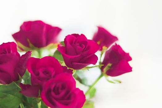 Tender bouquet of roses, floral gift and beautiful flowers closeup