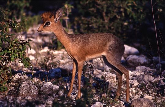 Damara Dik-Dik (madoqua kirkii)in etosha national park, namibia, africa